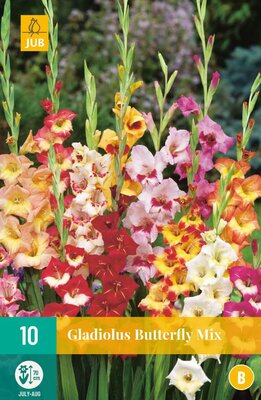 Gladiolus butterfly mix 10st