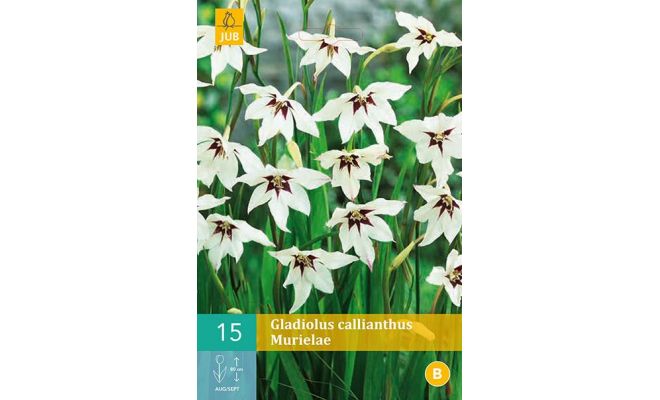 Gladiolus callianthus 15st - afbeelding 1