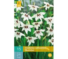 Gladiolus callianthus 15st - afbeelding 1