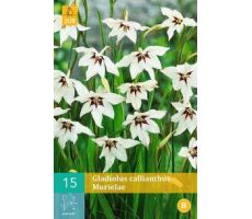 Gladiolus callianthus 15st - afbeelding 2
