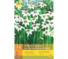 Gladiolus callianthus 15st - afbeelding 4
