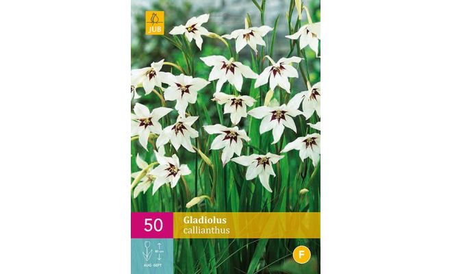 Gladiolus callianthus 50st - afbeelding 1