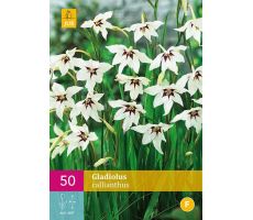 Gladiolus callianthus 50st - afbeelding 1