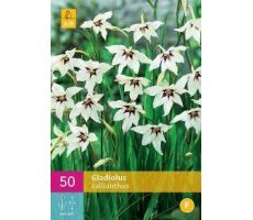 Gladiolus callianthus 50st - afbeelding 2