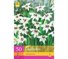 Gladiolus callianthus 50st - afbeelding 4