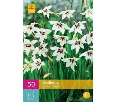 Gladiolus callianthus 50st - afbeelding 3