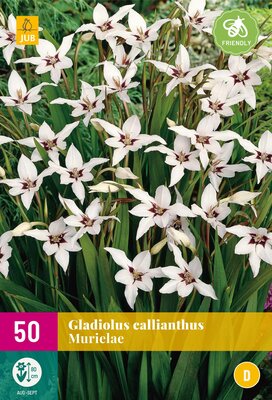 Gladiolus callianthus 50st