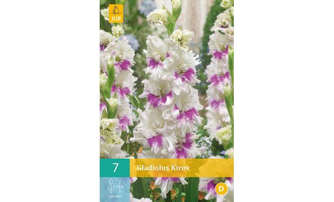 Gladiolus kirov 7st - afbeelding 1