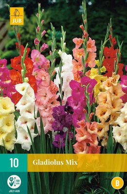 Gladiolus mix 10st