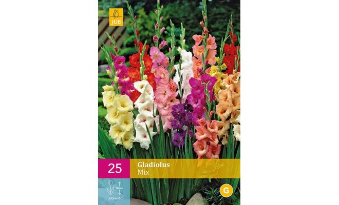 Gladiolus mix 25st - afbeelding 1