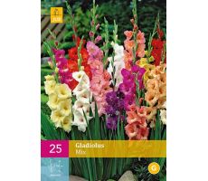 Gladiolus mix 25st - afbeelding 4