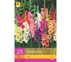 Gladiolus mix 25st - afbeelding 4