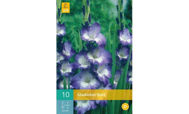 Gladiolus nori 10st - afbeelding 1