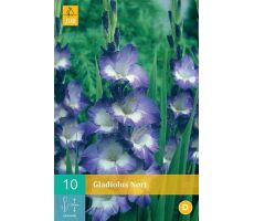 Gladiolus nori 10st - afbeelding 3