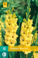 Gladiolus nova lux 10st