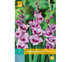 Gladiolus passos 7st - afbeelding 4