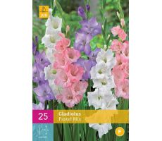 Gladiolus pastel mix 25st - afbeelding 2