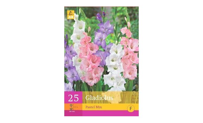 Gladiolus pastel mix 25st - afbeelding 1