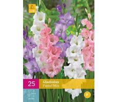 Gladiolus pastel mix 25st - afbeelding 3