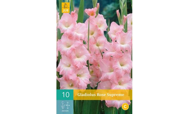 Gladiolus rose supreme 10st - afbeelding 1