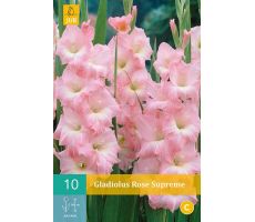 Gladiolus rose supreme 10st - afbeelding 4