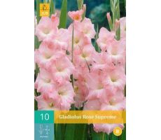 Gladiolus rose supreme 10st - afbeelding 2
