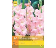 Gladiolus rose supreme 10st - afbeelding 4