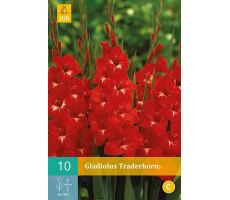 Gladiolus traderhorn 10st - afbeelding 1