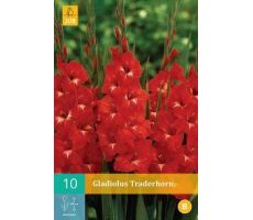 Gladiolus traderhorn 10st - afbeelding 2