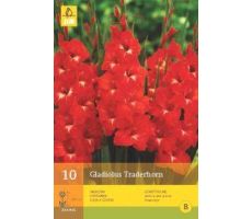 Gladiolus traderhorn 10st - afbeelding 4