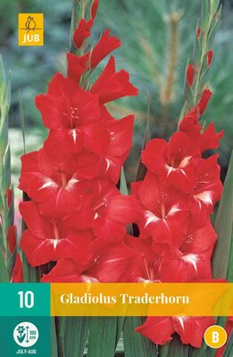 Gladiolus traderhorn 10st