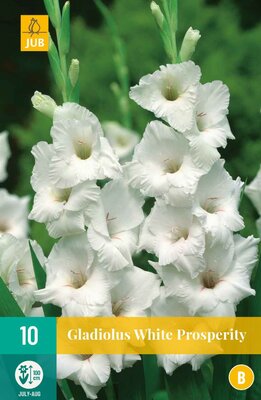 Gladiolus white prosperity 10st