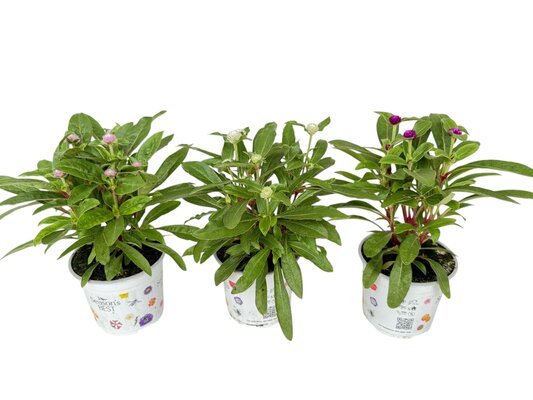 Gomphrena globosa mix kleuren, pot 12 cm