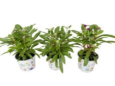 Gomphrena globosa mix kleuren, pot 12 cm
