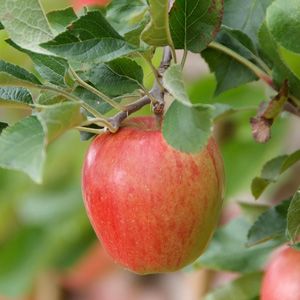 Groente/Fruit planten