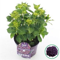 Hydrangea macr. Forever & Ever Purple, pot 23 cm, h 40 cm - afbeelding 6