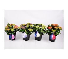 Grote Hortensia, Hydrangea macrophylla mix kleuren, pot 23 cm, hoog 40 cm - afbeelding 1