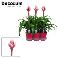 Guzmania 'Candy, pot 12 cm, h 40 cm