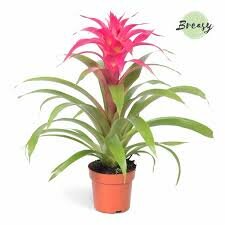 Guzmania  'Deseo Pink, pot 12 cm, h 40 cm
