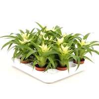 Guzmania 'Evelien, pot 9 cm, h 25 cm