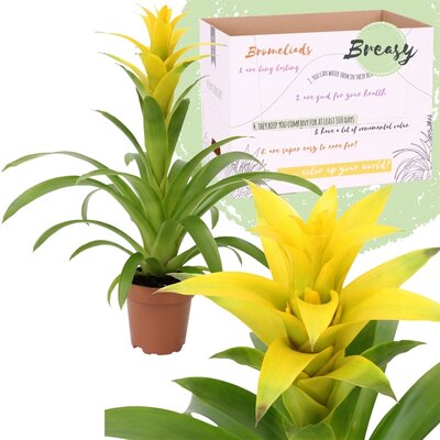 Guzmania  'Fiero Yellow' potmaat 12cm planthoogte 45cm