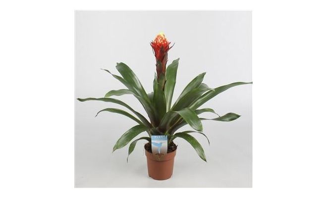 Guzmania Francesca P12