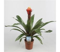 Guzmania Francesca P12