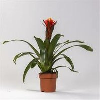 Guzmania 'Happyness, pot 12 cm, h 45 cm