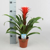 Guzmania 'Hope, pot 12 cm, h 40 cm