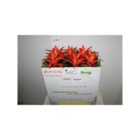 Guzmania 'Suerte Orange, pot 12 cm, h 50 cm