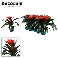 Guzmania 'Tutti Frutti, pot 13 cm, h 40 cm