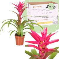Guzmania 'Voila, pot 12 cm, h 50 cm