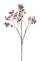 Gypsophilasteel, 68 cm, paars