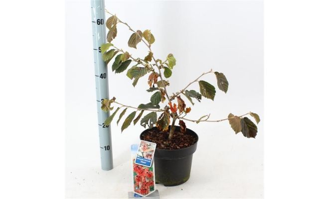 hamamelis int diane potmaat 19cm planthoogte 40cm